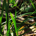 Eastern Garter Snake