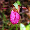 Pink Lady's Slipper