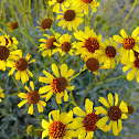 Acton brittlebush