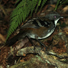 Australian Logrunner