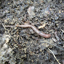 Earthworm
