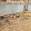 Canadian goose