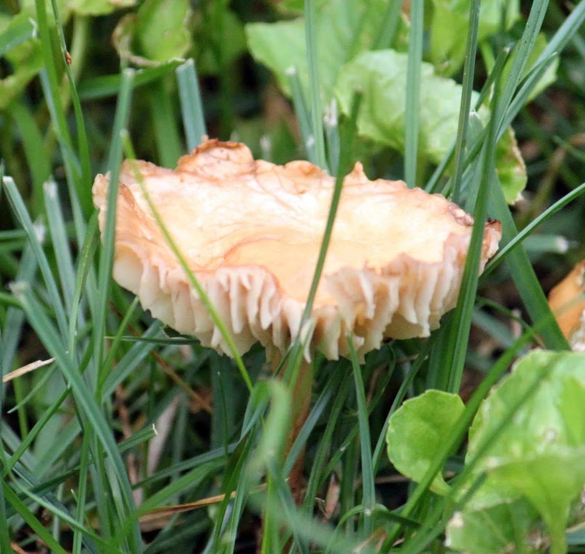 Mushroom