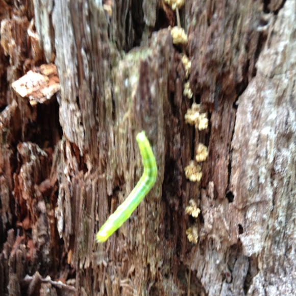 Spotting Image 1
