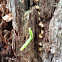 Inchworm