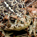 Western Toad