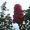 Crepe Myrtle