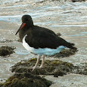Magellanic Oystercatcher