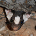 Western Spotted Skunk