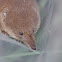 Common Shrew 