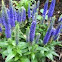 Speedwell