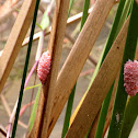 Apple Snail and Apple Snail Eggs