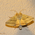 Tobacco Budworm Moth