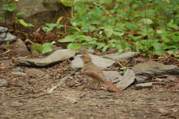 Spotting Image 1