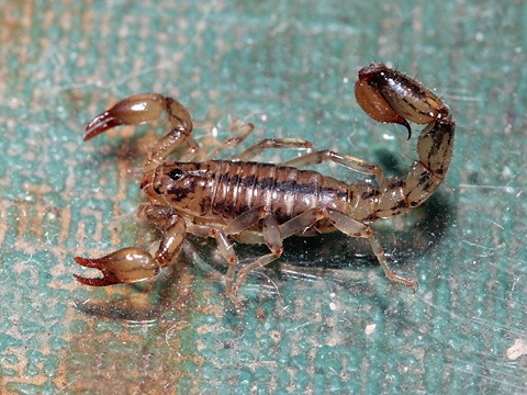 [natural-light-scorpion[3].jpg]