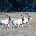 Scimitar oryx