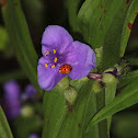 Hairystem Spiderwort
