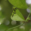Zebra Longwing larvae