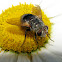 Tachinid Fly