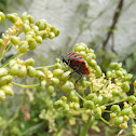 Striped Shieldbug