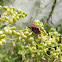 Striped Shieldbug