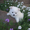 American eskimo