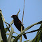 Chestnut Munia