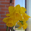 Daffodil