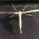 Moth