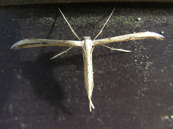 Spotting Image 1