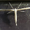 Moth