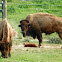American Bison