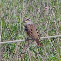 White Crowned Sparrow