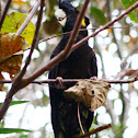 Yellow-tailed Black Cockatoo