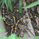 Coral snake