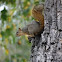 Brown Squirrel
