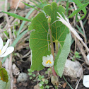 bloodroot