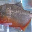 piranah