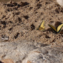Western Tiger Swallowtail