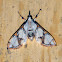 Crambid Moth