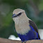 Blue-bellied Roller