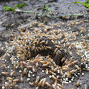 Termite Alates