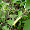 Death's-head Hawkmoth caterpillar