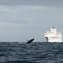 Humpback whale