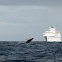 Humpback whale