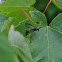 Potter Wasp