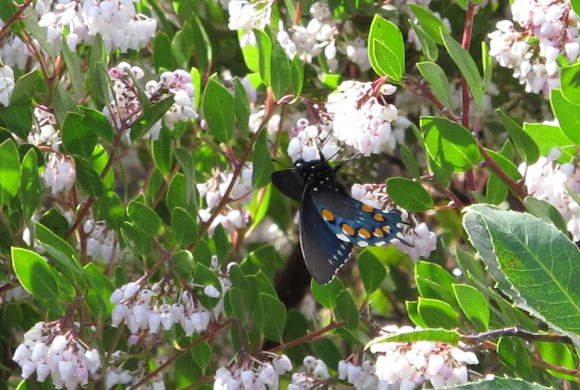 Spotting Image 1