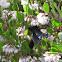 Pipevine Swallowtail Butterfly