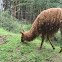 Alpaca