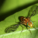 picture-winged fly